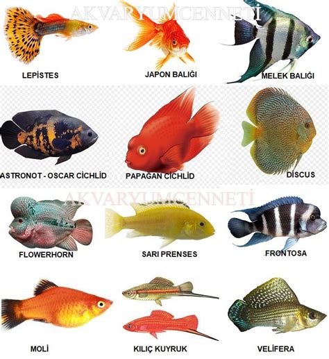 Süs balık çeşitleri ve isimleri resimli