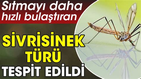 Sıtma aşılayan sivrisinek türü bulmaca