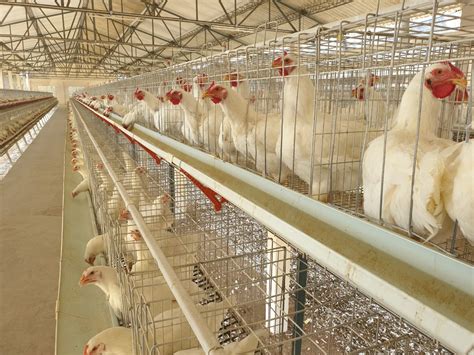 Hoover's Hatchery: Country of Origin: Made in USA: Bird Age: 1 Day Old: Bird Purpose: Eggs: Chick Breed: Golden Comet: Egg Production Rate: Up to 260: Number Of Chicks Included: 10: Poultry Egg Production Rate: Up to 260: Species: Chickens: Manufacturer Part Number: GCP. 