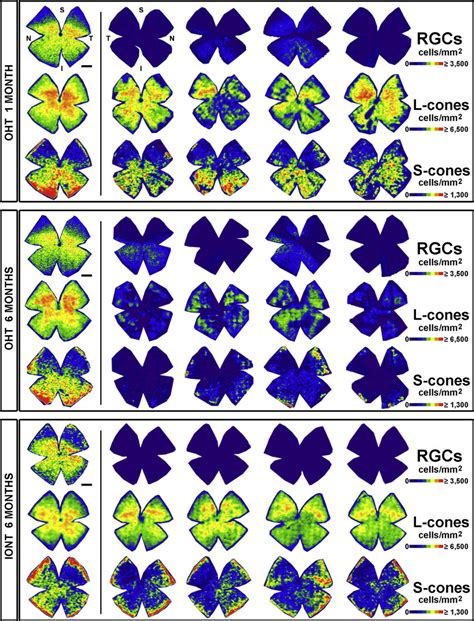 S cones: Evolution, retinal distribution, development, and spectral ... - muktibox.com