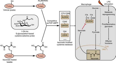 S-glycosylation-based cysteine profiling reveals