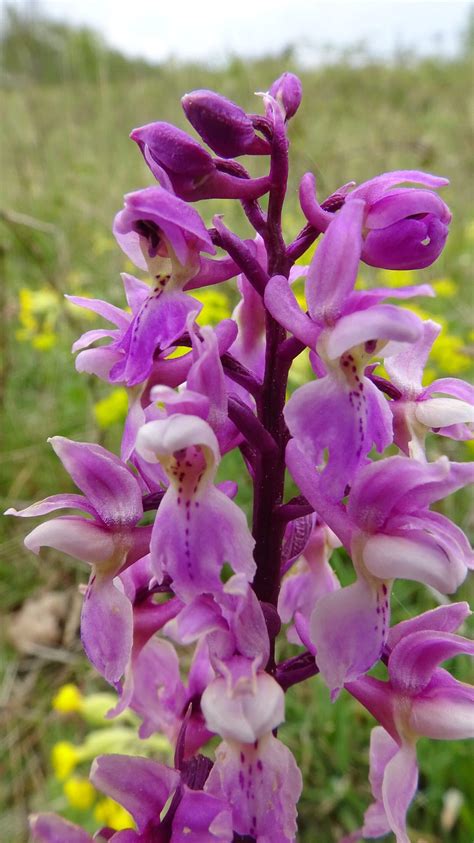 S.E.M.O. vzw on Instagram: "Orchis pallens, Duitsland 01/05/2024.