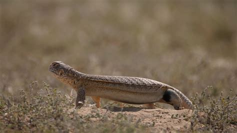 Saara Lizard Habitat - balustradellc