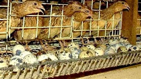 Saatnya Mulai investasi ternak Puyuh petelur sekarang ... - balustradellc