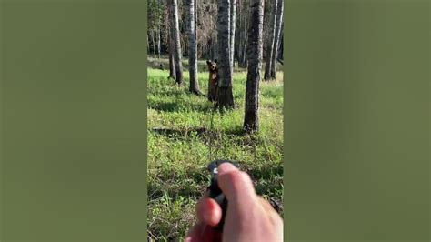 SABRE Bear Spray Used on a Black Bear Caught on …