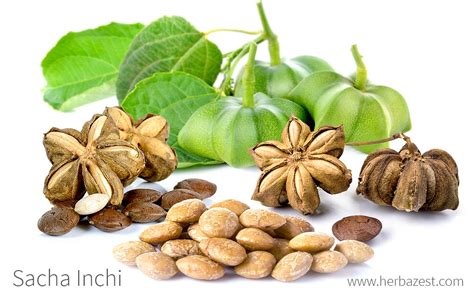 Sacha Inchi - Socfindo Conservation - balustradellc