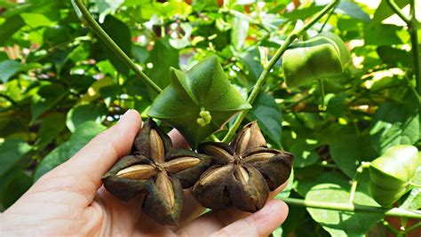 Sacha Inchi Cultivation & Harvesting - Sacha Inchi Oil Refining - Sacha ... - balustradellc