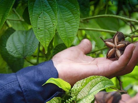 Sacha Inchi Harvesting - How to Harvest Sacha Inchi - Part 4 Plant … - balustradellc