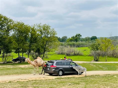 Safari Lake Geneva - muktibox.com