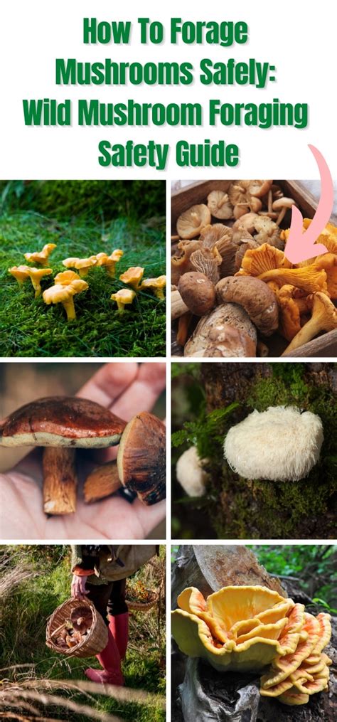 Safely Forage for Mushrooms with this Field Guide - balustradellc