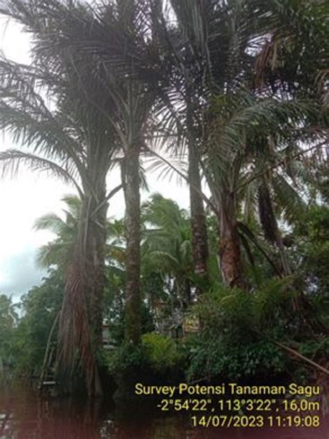 Sagu: Potensi Pangan Alternatif di Lahan Gambut - balustradellc