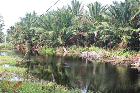 Sagu Di Lahan Gambut - IPB - balustradellc