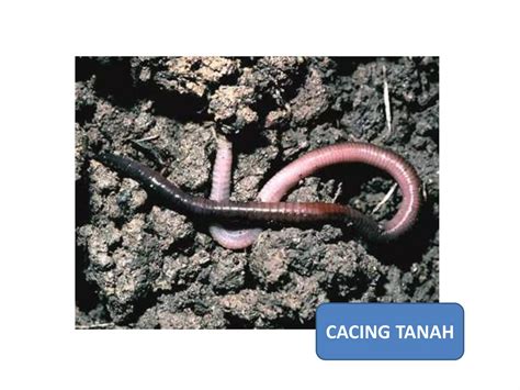 SAINS TANAH - Journal of Soil Science and Agroclimatology - coolestguyplanet.net