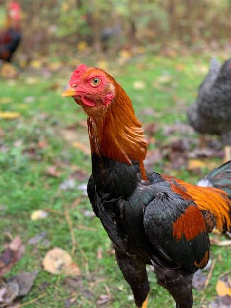 Saipan Jungle Fowl Chicken - Poultry Pages - balustradellc