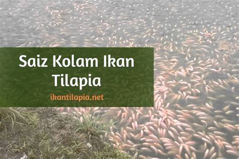 Saiz Kolam Ikan Talapia - balustradellc