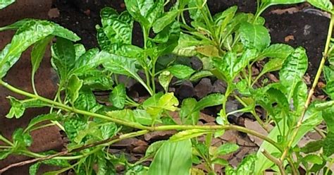Sakit gout guna daun jolok cacing dengan waslin ##malaysia … - raincitystudios.com