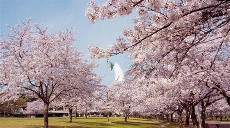 Sakura Expo 2026 at Expo '70 Commemorative Park - Time Out - balustradellc