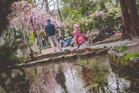 Sakura Festival ELTE Botanical Garden Budapest, 28 - 29 March & 11 … - balustradellc
