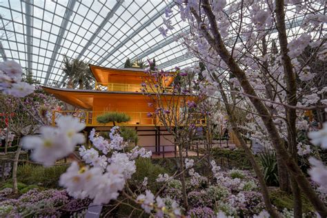 Sakura Floral Display Returns To Gardens By The Bay For Its ... - Travel - balustradellc