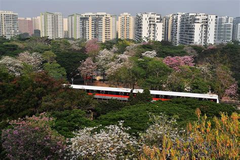 Sakura in the city: Trumpet trees bursting into full bloom across ... - raincitystudios.com