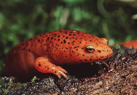 Salamander | Species, Life Cycle, & Facts | Britannica - muktibox.com