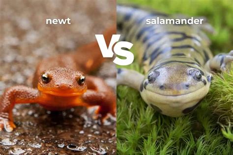 Salamander and Newt - San Diego Zoo Animals & Plants - muktibox.com
