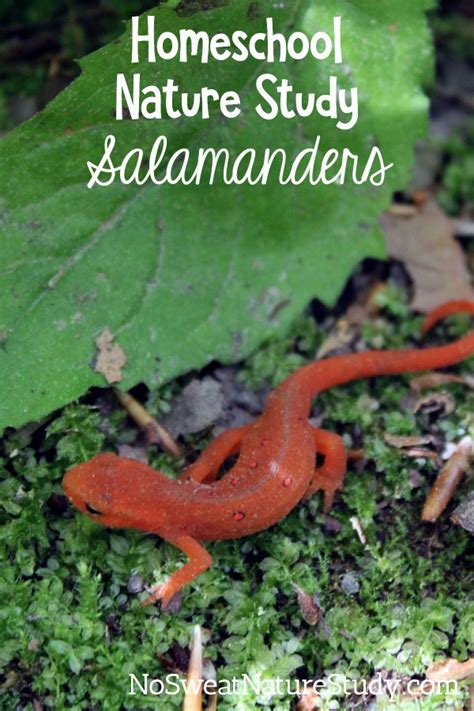 Salamander Nature Study - Etsy - muktibox.com
