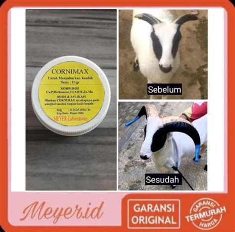 Salep Perangsang Tanduk Domba - balustradellc