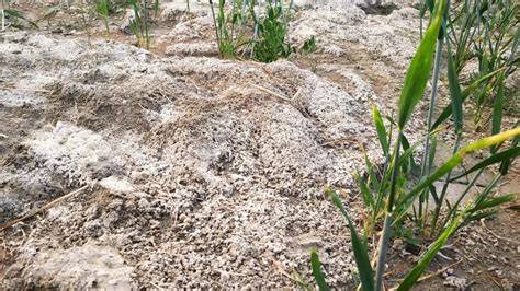 Saline Soil - an overview | ScienceDirect Topics - raincitystudios.com