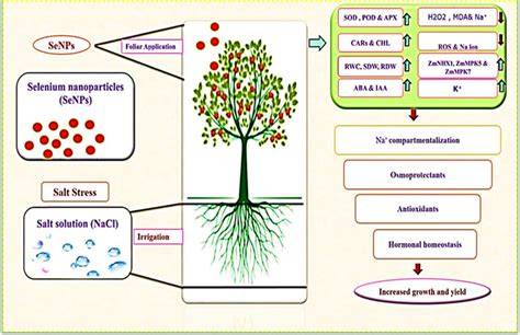 Salinity stress, enhancing basal and induced immune responses in ... - raincitystudios.com