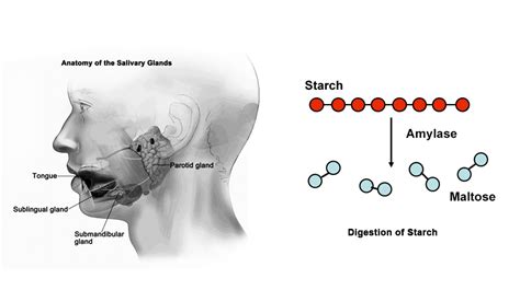 Salivary amylase and starch - Science Learning Hub - muktibox.com