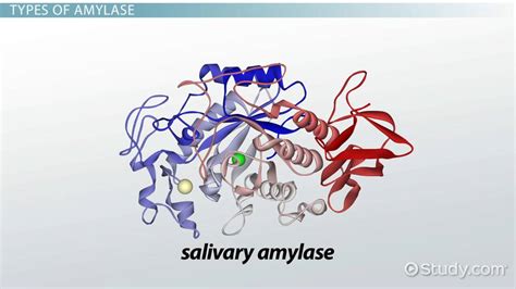 Salivary Amylase Definition, Structure & Function - muktibox.com