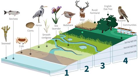 Salt marsh macrofauna: An overview of functions and services - raincitystudios.com
