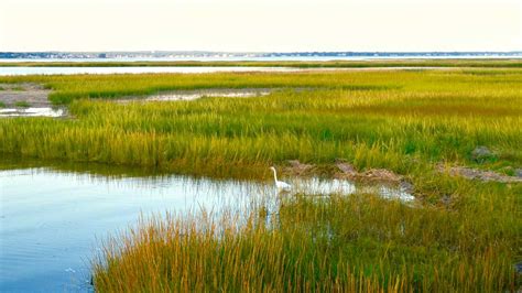 Salt Marshes - Oceans, Coasts & Seashores (U.S. National Park … - wintechmobiles.com