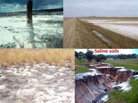 Salt-affected soils - Food and Agriculture Organization - raincitystudios.com