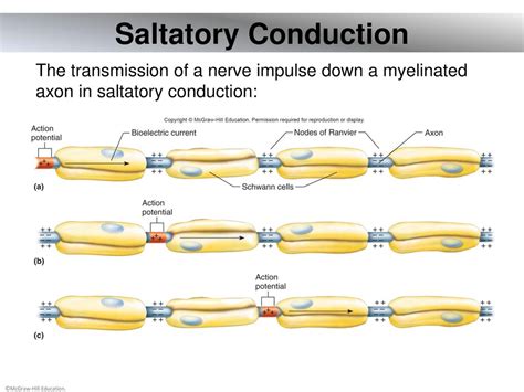 Saltatory conduction: General Biology I Study Guide |... - muktibox.com