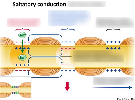 Saltatory conduction - muktibox.com