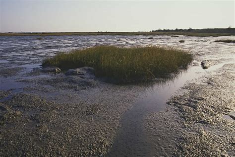 Saltmarsh Succession - Field Studies Council - wintechmobiles.com