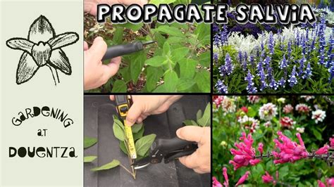 Salvia propagation - cutting & rooting cuttings - raincitystudios.com