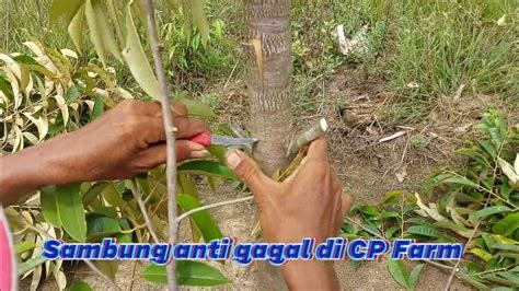Sambung Susu Durian di BPPM | PDF | Sains - raincitystudios.com