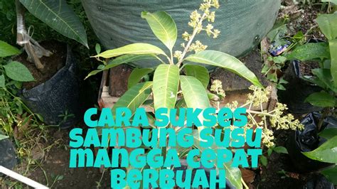 Sambung Susu Mangga Cepat Berbuah - raincitystudios.com