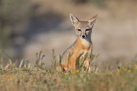 San Joaquin kit fox - Biological Diversity - raincitystudios.com