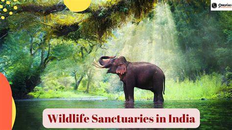 sanctuaries | Project to End Great Ape Slavery (PEGAS) - raincitystudios.com