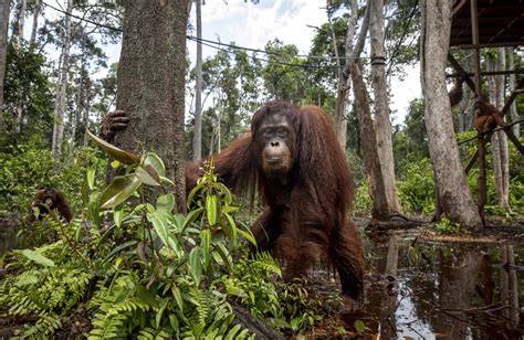 Sanctuary for Orangutans & Chimpanzees - Center for … - raincitystudios.com