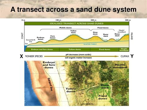Sand dunes: formation and succession - Time For Geography - wintechmobiles.com