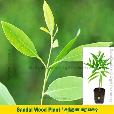 Sandal Wood Plant Sandal Wood - raincitystudios.com