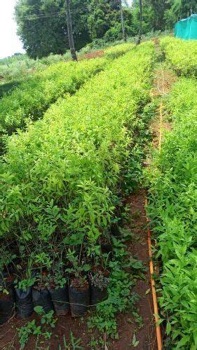 Sandalwood (Chandan) Nursery & Plantation - raincitystudios.com