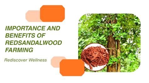 Sandalwood Farming: Cultivation, Benefits & Marketing … - raincitystudios.com