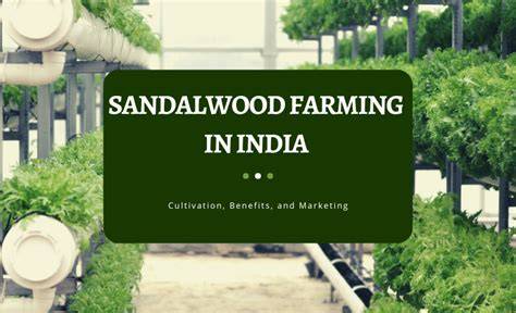 Sandalwood farming in India | Vatican Shona Agrotech - raincitystudios.com