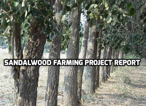 Sandalwood Farming Project Report, Cost and Profit - raincitystudios.com
